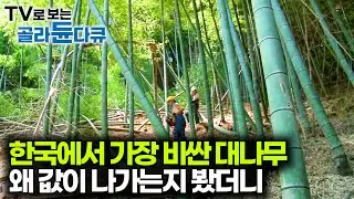 일반 대나무 3배. 성인 남성 허벅지 둘레의 값비싼 맹종죽 300그루 수확 현장｜대나무계 거물 거제 맹종죽｜극한직업｜#골라듄다큐