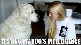Testing my dog's Intelligence (Golden Retriever)