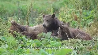 Bear Behavior Amid Urban Abandonment: Survival Instincts Unleashed