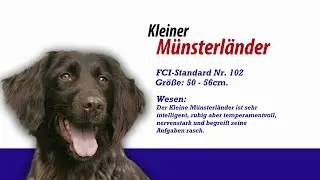 Meister PETz TV - Kleiner M&uuml;nsterl&auml;nder