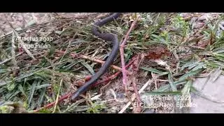 Atractus zgap _El Chaco _Napo_ Ecuador _Diego Pi&ntilde;&aacute;n _21 Dic 2022