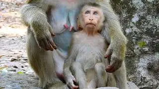 lovely baby monkey