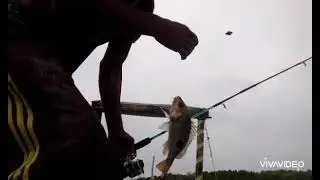 mancin pake umpan belacak dan ikan lobang boss,@een mancing aje