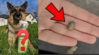 a product that HELPED my dog get through the summer!! | How to get RID of TICKS! |Julia & Olga|
