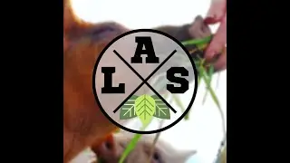 Liberty Animal Sanctuary open day 2019