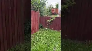 Japanese Knotweed Survey in Nottingham