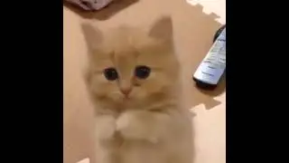 Cat pleading