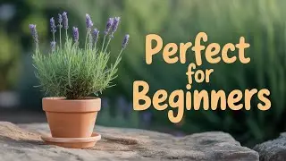 The Secret To Happy Lavender Plants Revealed