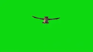 Flying Owl Green Screen | Owl Animation Stock Footage #greenscreen #birds #bird #animation #animal