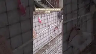 chhat ki pipe wiring kaise kare #shorts​ #viralvideo​ #shortvideo​