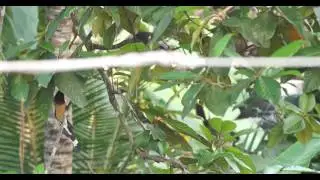 TREEPIE IN TROPICAL REGION | SOUTHEAST ASIA