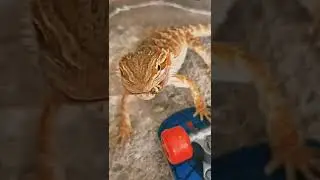 Raddest BEARDED DRAGON&bull;VS&bull;Dubia  Roach | Fight to Death !!! #stayrad @ChuckNorrizBeardedDragons