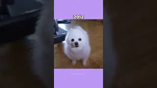 Where Are The Famous Dog Memes Now?💔 (ThenVsNow) #shorts