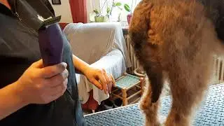 Airedale Terrier trimmen Po und Hüften 8/15