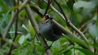 Black Spectacled Brush Finch