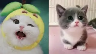 💗Aww - Funny and Cute Animals Compilation 2019💗 #39 - CuteVN