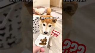 what social media dog food adverts should look like #cutenessoverload