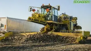 Ropa L 8.228 | Scania | Iveco | Sugar beets harvest | By Edoagri20