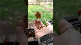 Pine Warbler - hand feeding