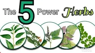 The 5 Power Herbs