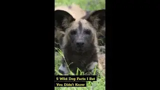 5 Wild Dog Facts I Bet You Didn't Know