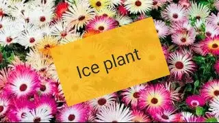 Most beautiful flowers plant Ice plant। complete care of ice plant। Nature & Life Essence।
