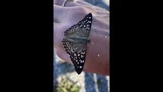IPM Shorts: That's NOT A MOTH! (Hackberry Emperor Butterfly)