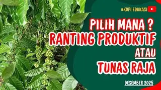 KEUNGGULAN TUNAS RAJA PADA KOPI STEK