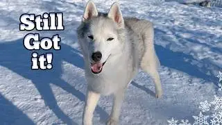 Is It TOO COLD for Siberian Huskies?