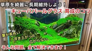 草原レイアウトを綺麗に長期維持するコツ「石組水槽キューバパールグラス編」新宿のADA特約店、ネイチャーアクアクアリウム立ち上げ初心者、水草水槽の作り方、ニューラージパールグラス、グロッソスティグマ