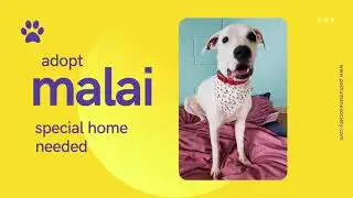 PEIHS ADOPTABLE DOGO ARGENTINO