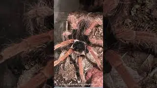 All you need to know about tarantulas for beginner keepers