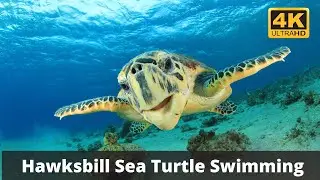 Hawksbill Sea Turtle Swimming Video in 4K Ultra HD | 8K Animal TV | Sea Animals video