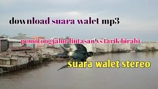 suara walet stereo || pemotong jalur lintasan vs tarik birahi