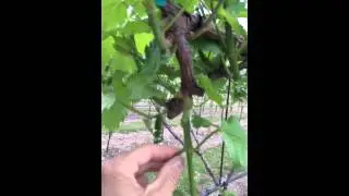 Grape vine pruning
