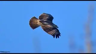 Mid-Winter Birding Along the Delaware River and Lake Luxembourg
