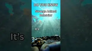 Strange Animal behavior #strange #animals #behavior #octopus #fish #facts