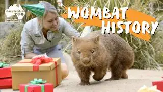 Celebrate with Elle the wombat on her 5th Birthday | Australia Zoo Life