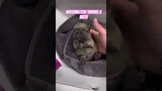 pibble Washington takes a bath! #funny #pets #pibble #dogs #shorts