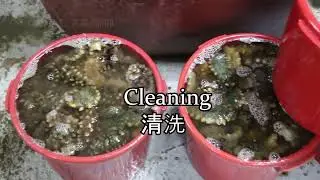 Producing Millions Tons of Seafood Every Day   Asian Seafood Processing Factory   Fish Processing