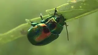 Buprestidae - Златка