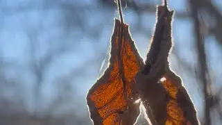 Bağ təmizliyi | Garden cleaning | Уборка сада