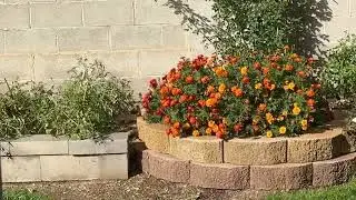 #strawberries  #utah #garden  Strawberries came time to plant for fall 