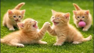 🐱🌿 Adorable Kittens Playing on Green Grass | Cute Cat Sounds & Sweet Moments