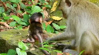 How Newborn Baby Monkey First Walking?