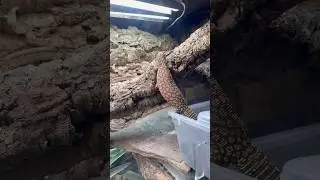 Pairing Our Ackie Monitors! #reptiles #monitorlizard #redackiemonitor #breeding #intro