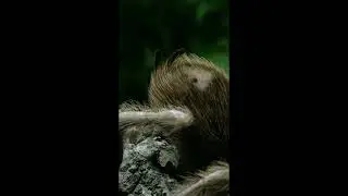Goliath Birdeater - The Giant Sloth of the Amazon
