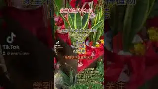 家里不能摆放的5种植物 很多人有摆第5种 #植物 #风水 #知识#易经 #易经数字 #数字易经 #数字能量 #数字磁场 #花草 #奇门 #奇门遁甲 #赵建颖 #开运 #ewinchew
