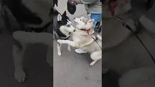 #huskyfun #собака #хаскибайкал #huskyplay #прикол #животныешляйх #юмор #суперсобака #funny #хаски