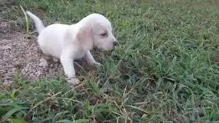 beagle-puppies.net